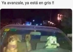 Enlace a Firulais al volante