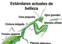 Enlace a Os van las mantis