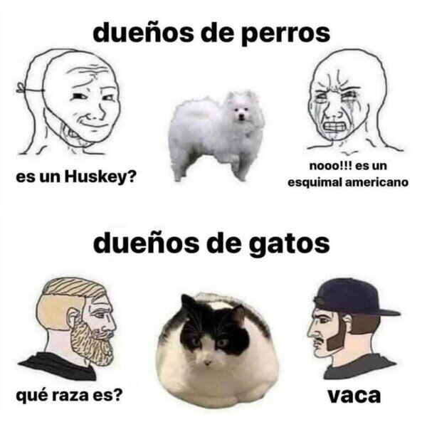 Meme_otros - El gato vaca