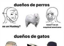 Enlace a El gato vaca