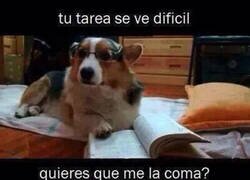 Enlace a Firulais ayudándome con los deberes