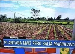 Enlace a Menudo giro del destino