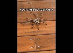 Enlace a No se me ha perdido nada en Australia