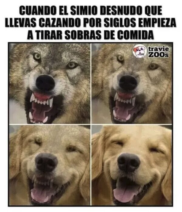 Otros - Y así los convertimos en mascotas