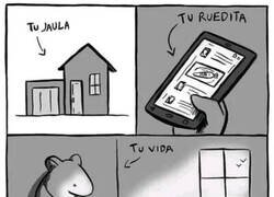 Enlace a No eres más que un hámster