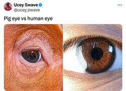 Enlace a ¿Cómo que ojo de cerdo?