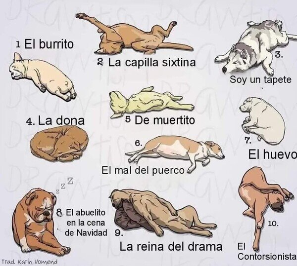 Otros - ¿En qué posición duerme tu perrete?