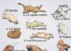 Enlace a ¿En qué posición duerme tu perrete?
