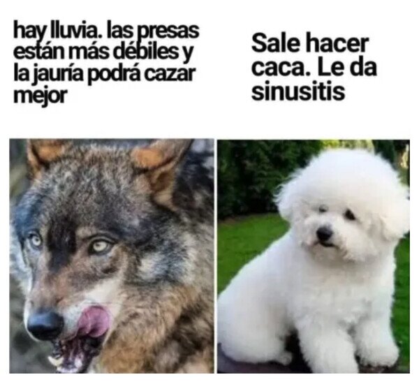 Meme_otros - Pa' lo que han quedao'