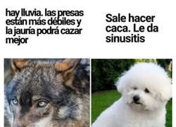Enlace a Pa' lo que han quedao'
