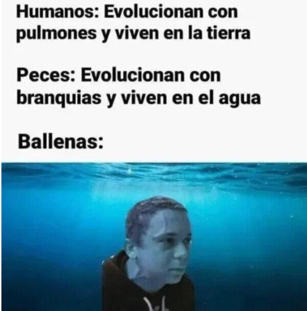 Meme_otros - Estancamiento evolutivo