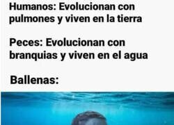 Enlace a Estancamiento evolutivo