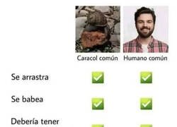 Enlace a No soy más que un caracol