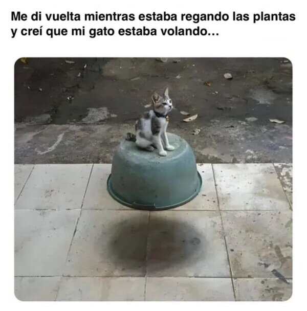 Meme_otros - El gato que levita