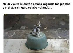 Enlace a El gato que levita