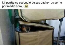 Enlace a Padre juguetón