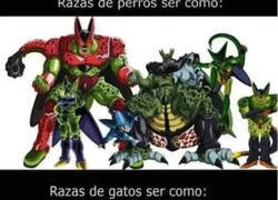 Enlace a Como perros y gatos