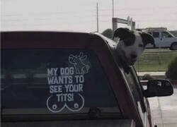 Enlace a No lo digo yo, lo dice Firulais