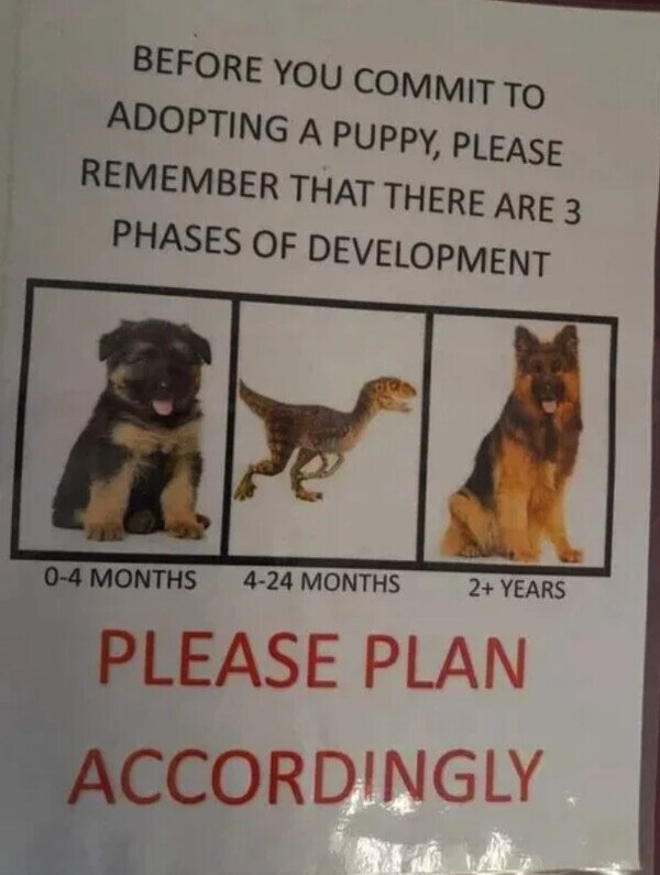 perro,cachorro,crecer,adoptar,fases