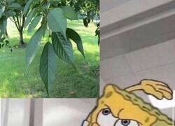 Enlace a Yo cada vez que me cruzo con una rama