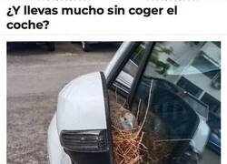 Enlace a Pregúntale al codorno