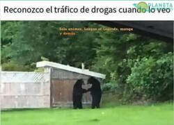 Enlace a Poco se habla del racismo en osos