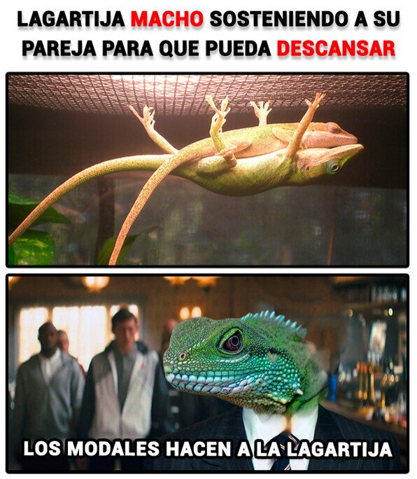 Meme_otros - Lagarto que resuelve