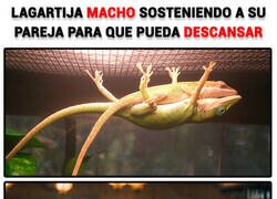 Enlace a Lagarto que resuelve