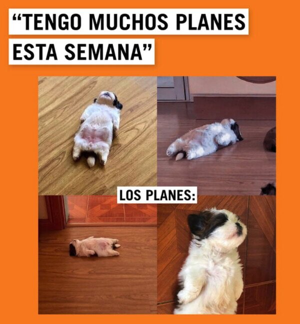 planes,semana,dormir,perro