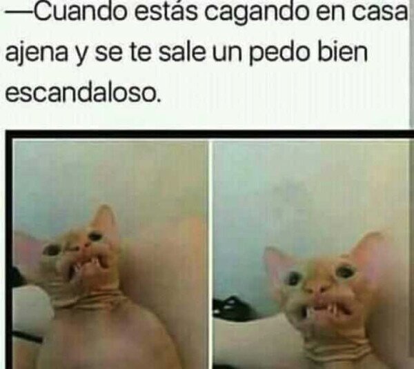 casa,ajena,cagar,baño,pedo,ruido