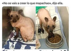 Enlace a ¡Sorpresa!