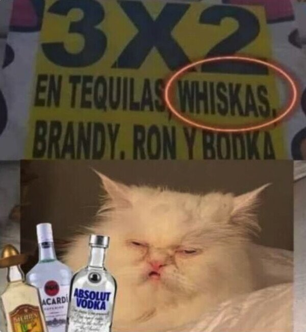 gatos,oferta,alcohol,beber,borracho,whiskas