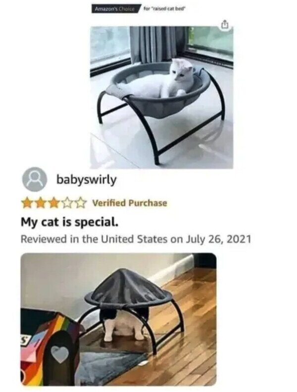 Meme_otros - Mi gato es especial