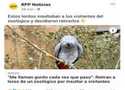 Enlace a Loros gordofóbicos