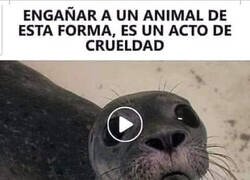 Enlace a Engañar así es muy cruel