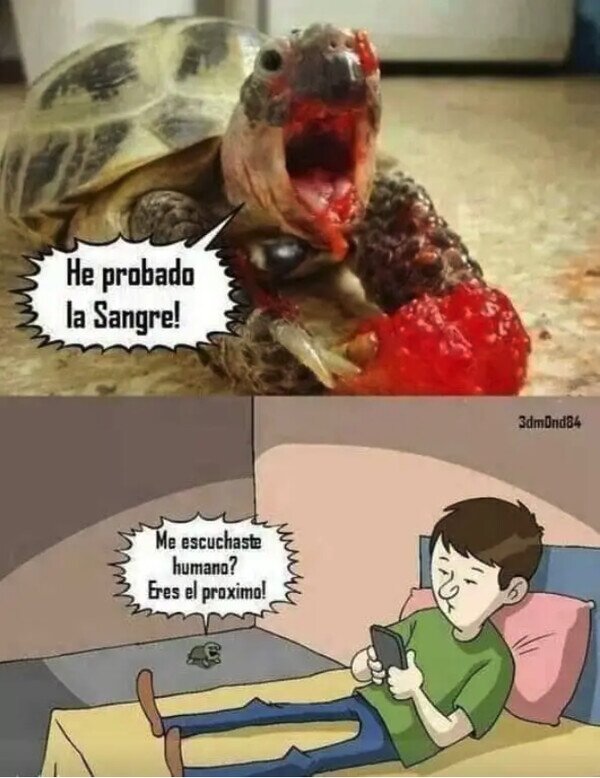tortuga,sangre,mascota