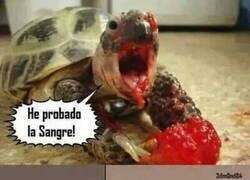 Enlace a Tortuga asesina