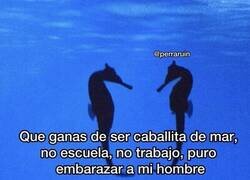 Enlace a Ojalá ser caballita de mar