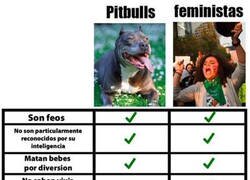 Enlace a Comparando putbulls y feministas