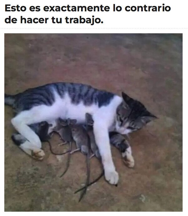 Meme_otros - Misifú no le haría daño a nadie