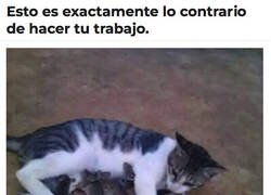 Enlace a Misifú no le haría daño a nadie