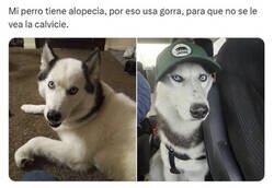 Enlace a No se burlen del perro con calvicie