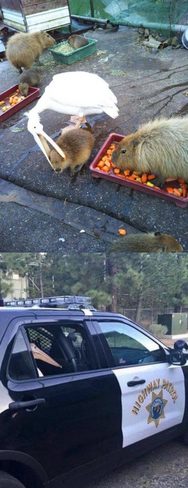 Meme_otros - El peligroso sujeto ya ha sido detenido