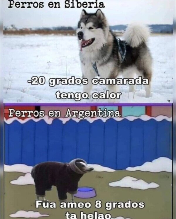 Meme_otros - Perros hechos de otra pasta