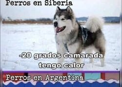 Enlace a Perros hechos de otra pasta