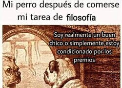 Enlace a Perro con inquietudes