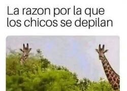 Enlace a Verdades como cuellos de jirafa