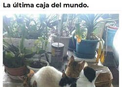 Enlace a La última en el mundo