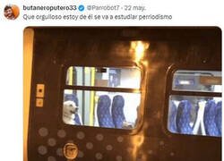 Enlace a Volverá siendo un perro de provecho