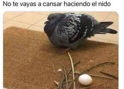 Enlace a Pájaro vago